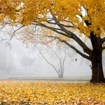 Autumn faith marked by patience, paradoxes Autumn faith marked by patience, paradoxes