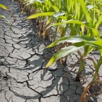Low water levels prompt California bishops to urge prayers for rain Low water levels prompt California bishops to urge prayers for rain