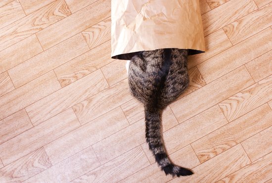 Cat crawling into a bag